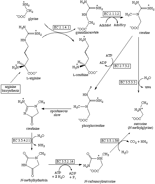 creatine biosynthesis