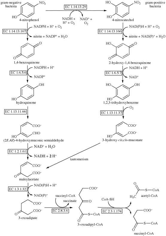nitrophenol metabolism