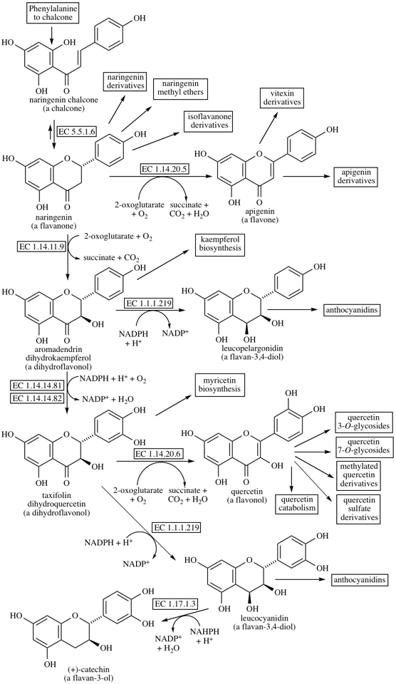Flavonoid Biosynthesis